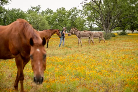 Freedom Lives RV Ranch Resort