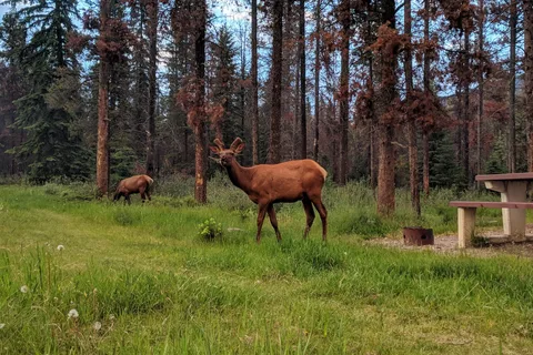 Wapiti Campground - Jasper National Park