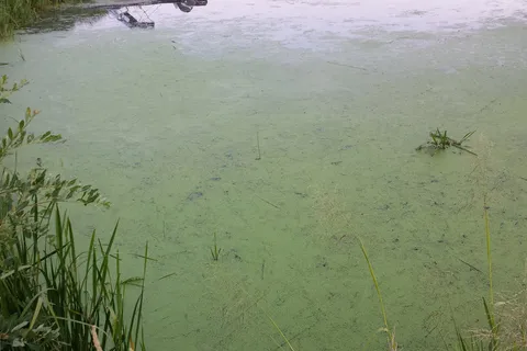 Buck Lake Provincial Recreational Area