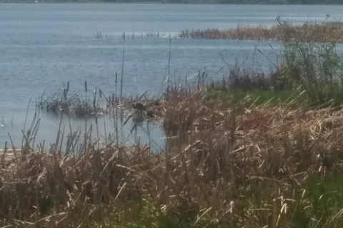 Buck Lake Provincial Recreational Area