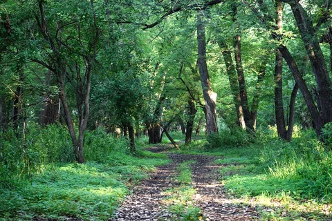 The lazy H campground
