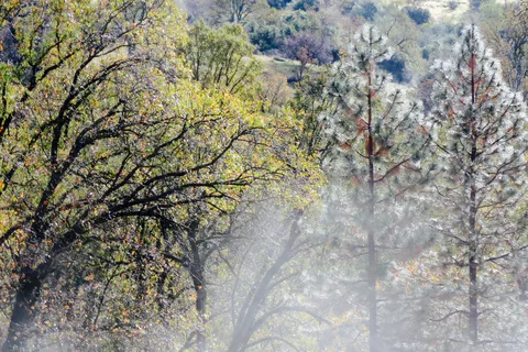 Sequoia Resort & RV Park