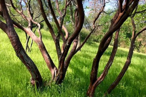 Sequoia Resort & RV Park