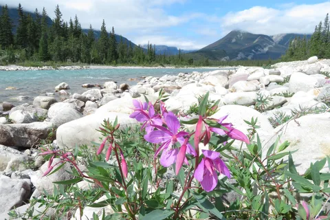 Snaring River Overflow Campground - Jasper National Park