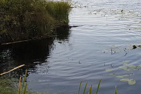 Oles Lake Provincial Recreational Area