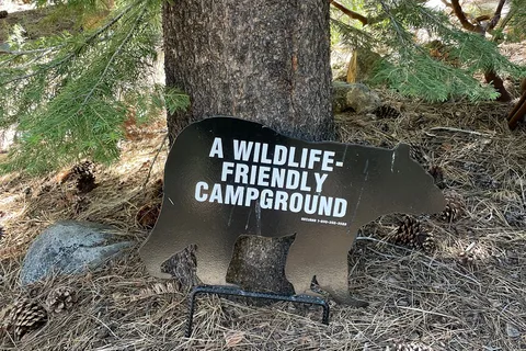 Camp Shelly