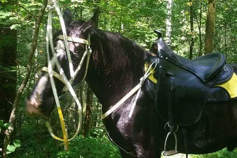 Mammoth Cave Horse Camp