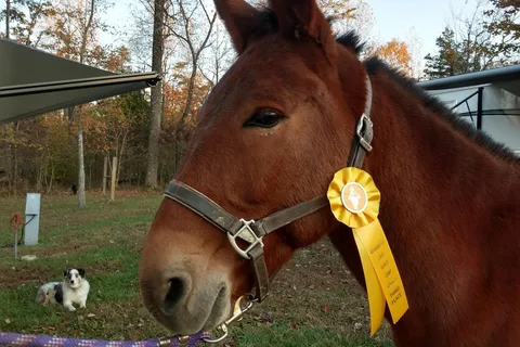 Mammoth Cave Horse Camp
