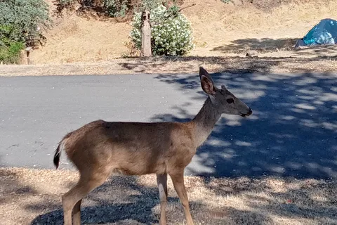 Lake Tulloch RV Campground and Marina