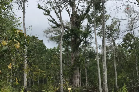 Tickfaw State Park