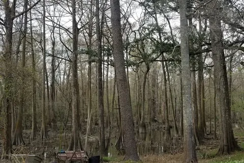 Tickfaw State Park