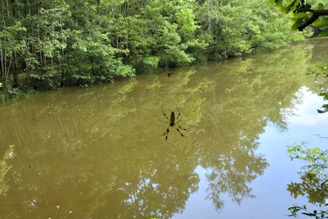 Tickfaw State Park