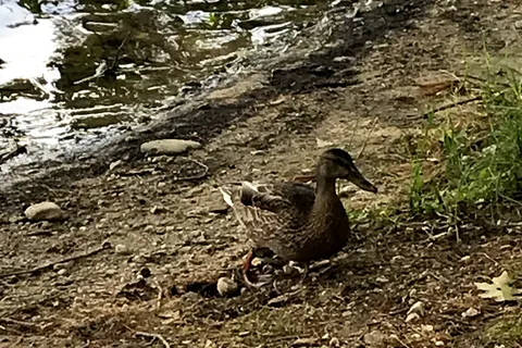 Acres Of Wildlife Camping