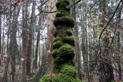 SMONECTEN (McDonald Park) Campground - Gulf Islands National Park Reserve