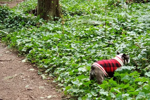 SMONECTEN (McDonald Park) Campground - Gulf Islands National Park Reserve