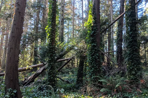 SMONECTEN (McDonald Park) Campground - Gulf Islands National Park Reserve