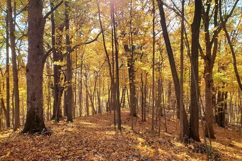 Wapsipinicon State Park