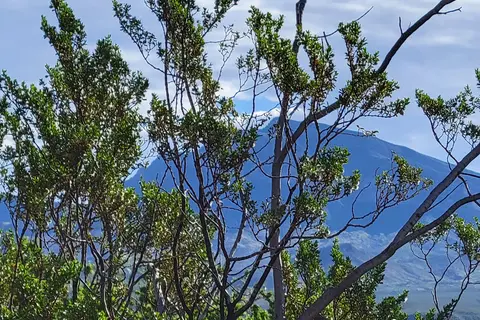 Palamino - Caballo Lake State Park