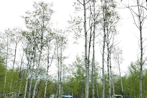 Emerald Bay - Green Lake Provincial Park