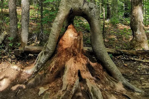 Parc provincial Arrowhead