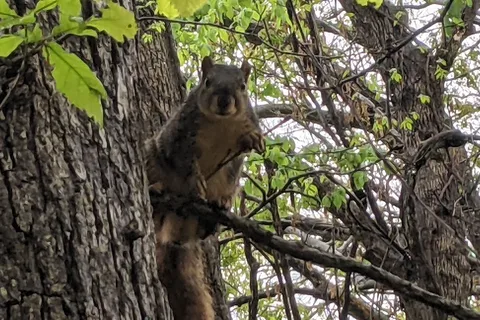 Tyler Bend Campground - Buffalo National River