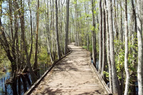 Stephen C Foster State Park