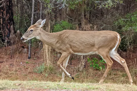 Stephen C Foster State Park