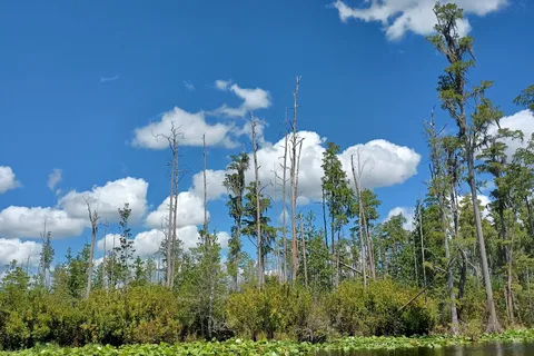 Stephen C Foster State Park