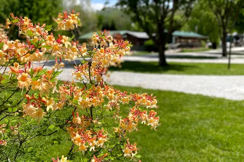 Mountain River Family Campground