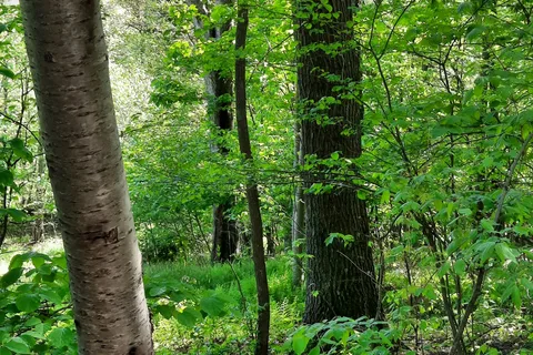 Benner's Meadow Run Camping and Cabins