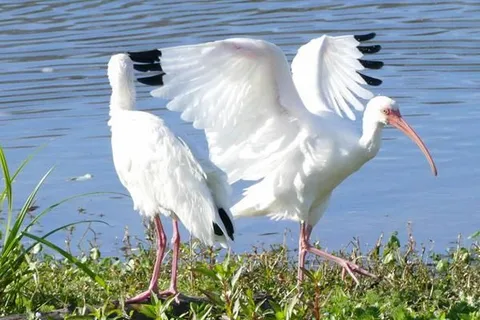 Sarasota Lakes RV Resort