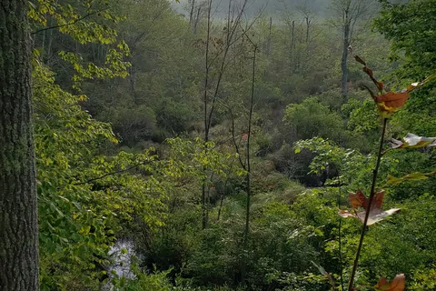 Dyer Woods Nudist Campgrounds