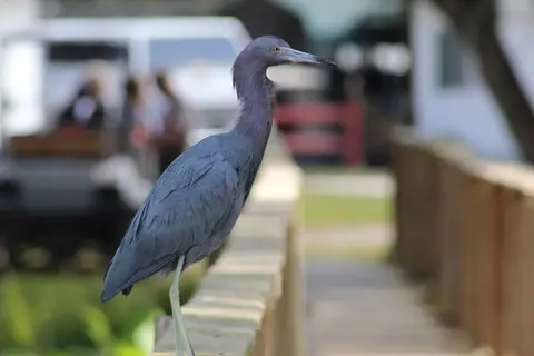 Mossy Cove Fishing Resort