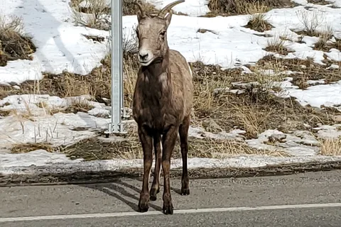 Yellowstone RV Park