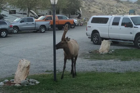 Yellowstone RV Park