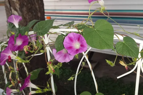 Dallas Hi Ho RV Park