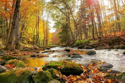 Martin Stream Campsites