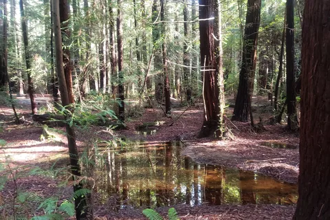 Little Basin Cabins and Campground - Big Basin Redwoods State Park