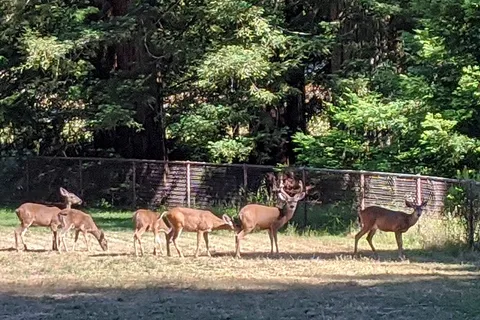 Little Basin Cabins and Campground - Big Basin Redwoods State Park