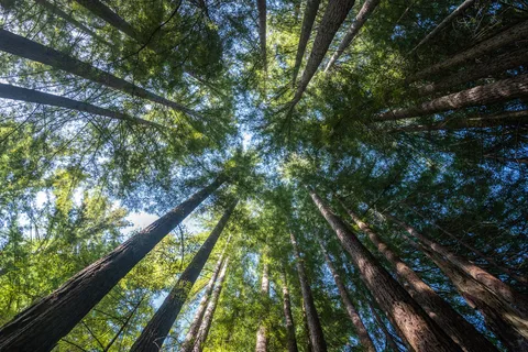 Little Basin Cabins and Campground - Big Basin Redwoods State Park