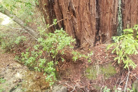 Little Basin Cabins and Campground - Big Basin Redwoods State Park