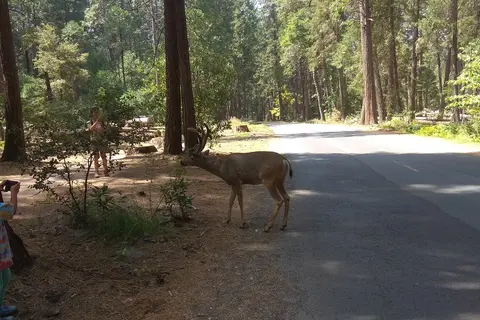 North Pines - Yosemite National Park