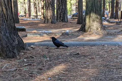 North Pines - Yosemite National Park