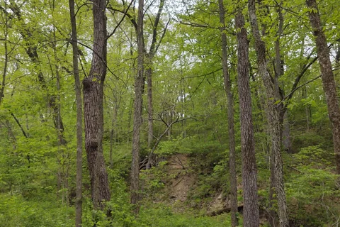 Wallace State Park