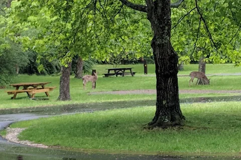 Beech Fork State Park