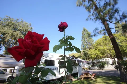 Fairplex RV Park