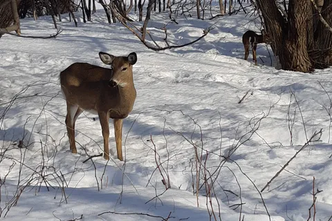 Molson RV - Iles-de-Boucherville Provincial Park