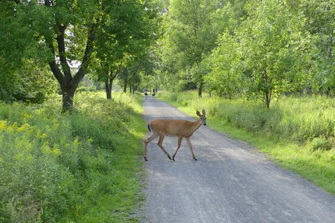 Molson RV - Iles-de-Boucherville Provincial Park