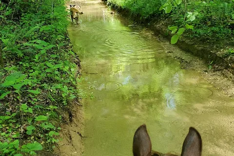 Red Hill Horse Camp