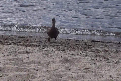 Dummers Beach Campground